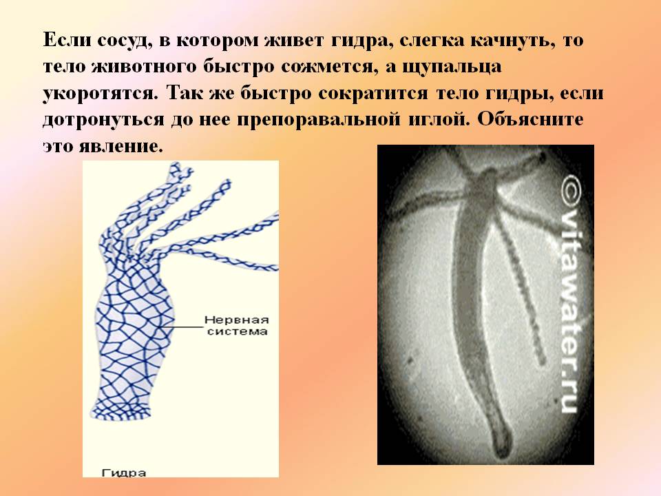 Кракен зеркало рабочее kr2web in